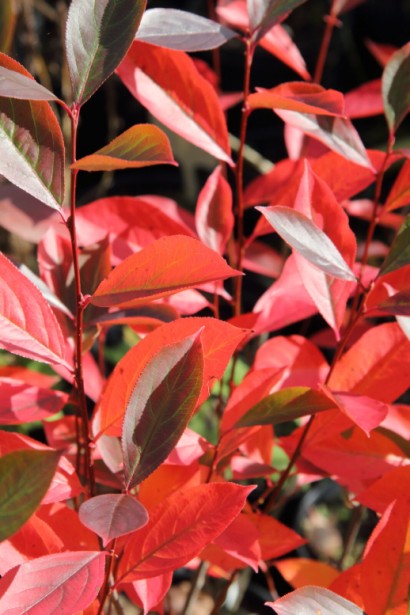 Аронія пурпурне листя восени